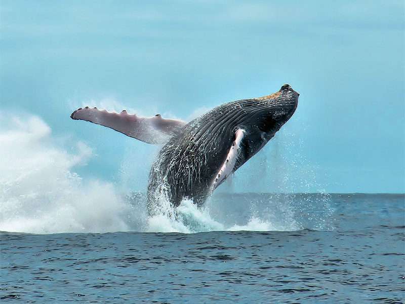 φάλαινα παζλ online από φωτογραφία