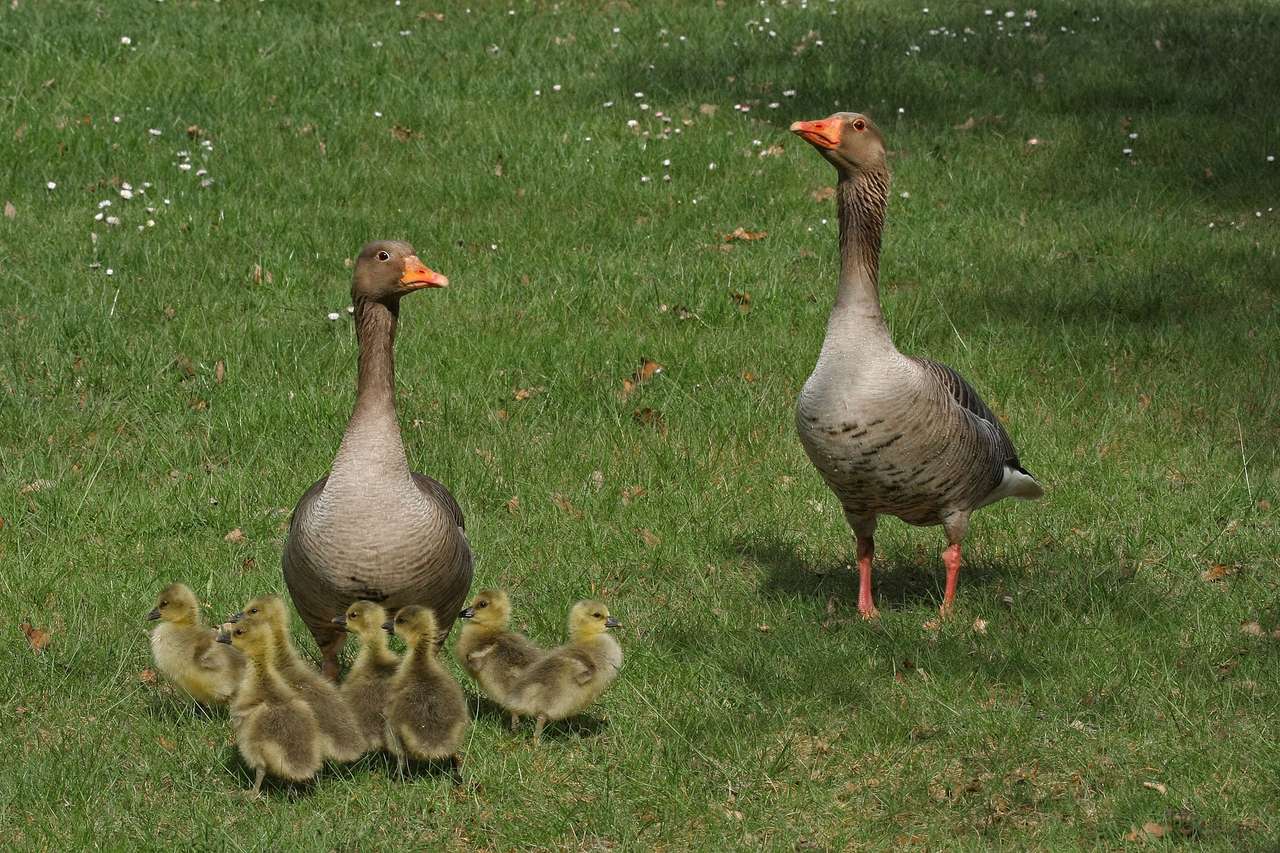 geese with babies puzzle online from photo
