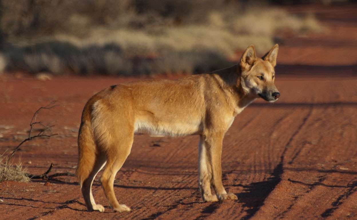 suciedad de dingo rompecabezas en línea