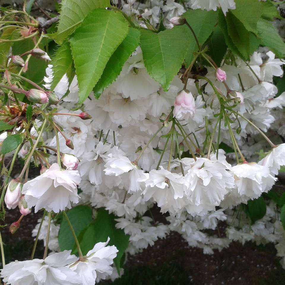 Blossomtree pussel online från foto
