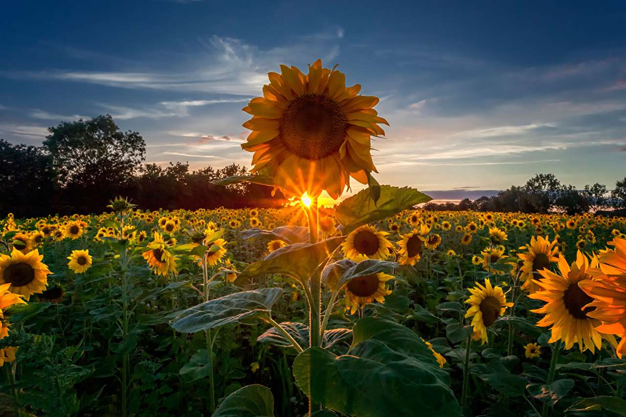 floarea soarelui puzzle online din fotografie