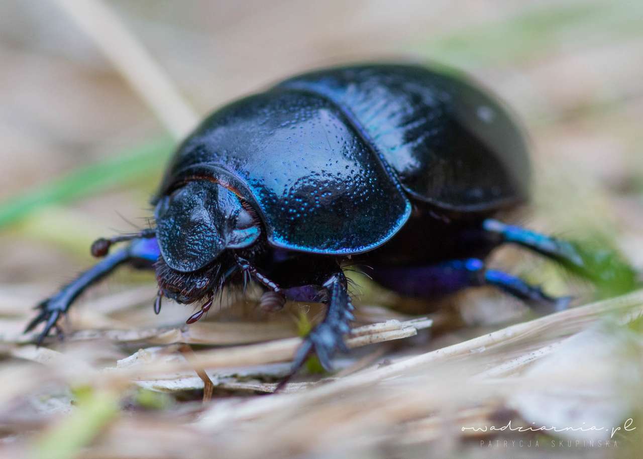 Power beetle παζλ online από φωτογραφία