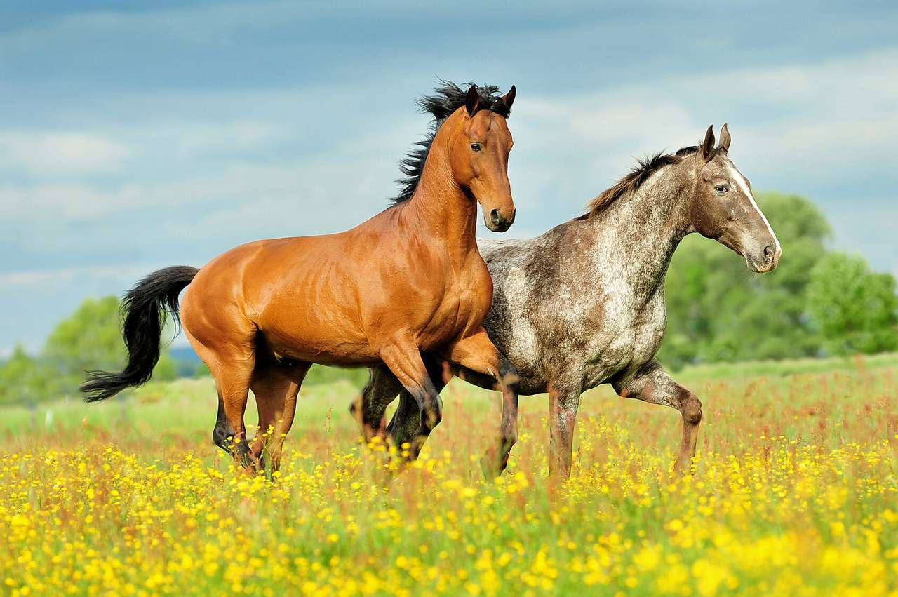 άλογα και γρασίδι: Δ online παζλ