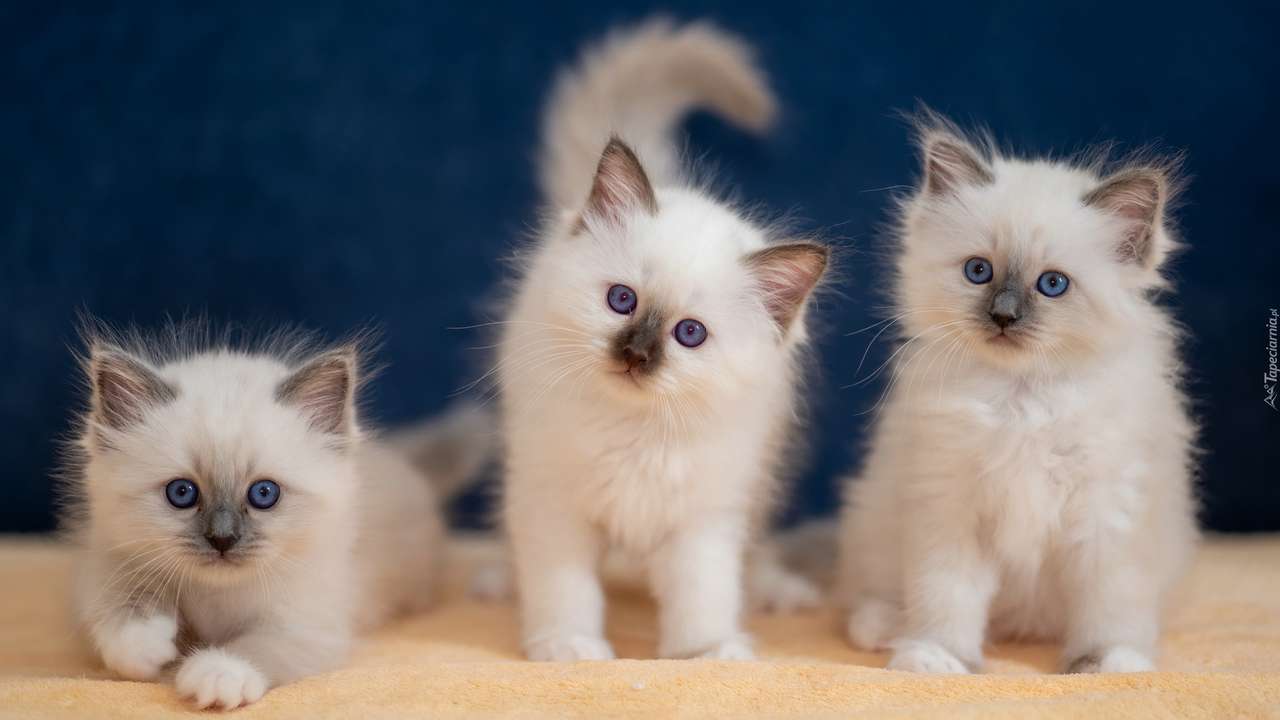 Tři malé kočky online puzzle