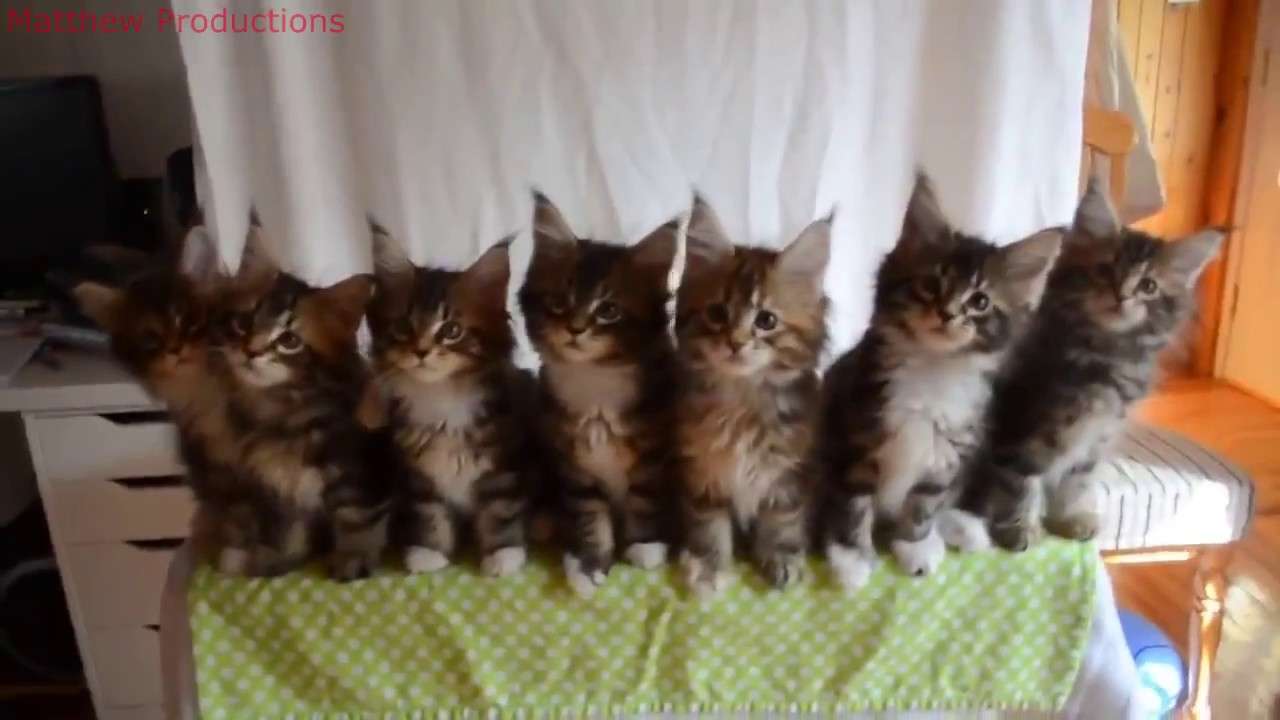 cute kitties online puzzle