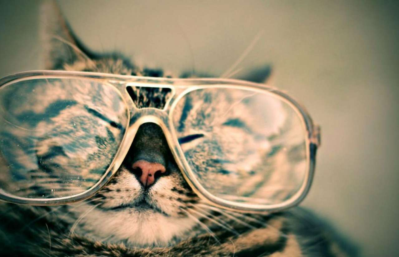 kočka s brýlemi online puzzle