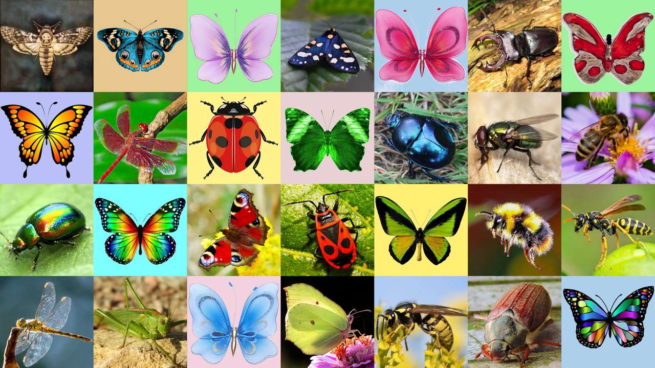 昆虫昆虫 写真からオンラインパズル
