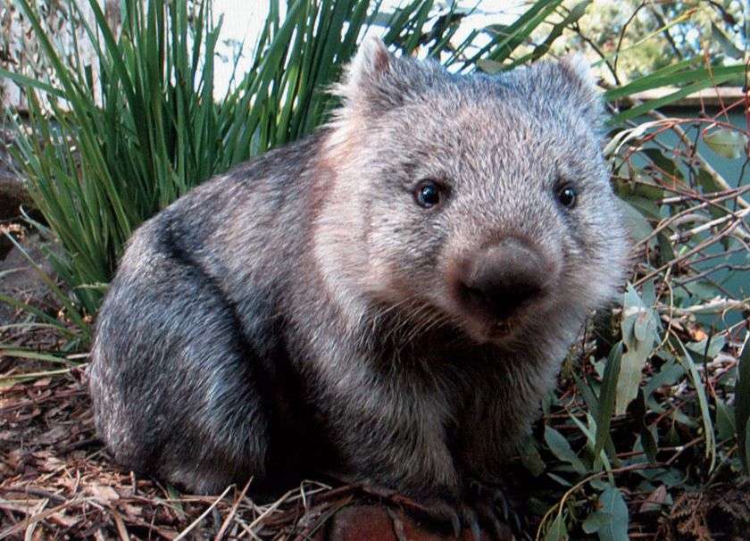 Τριχωτό Wombat με μύτη παζλ online από φωτογραφία