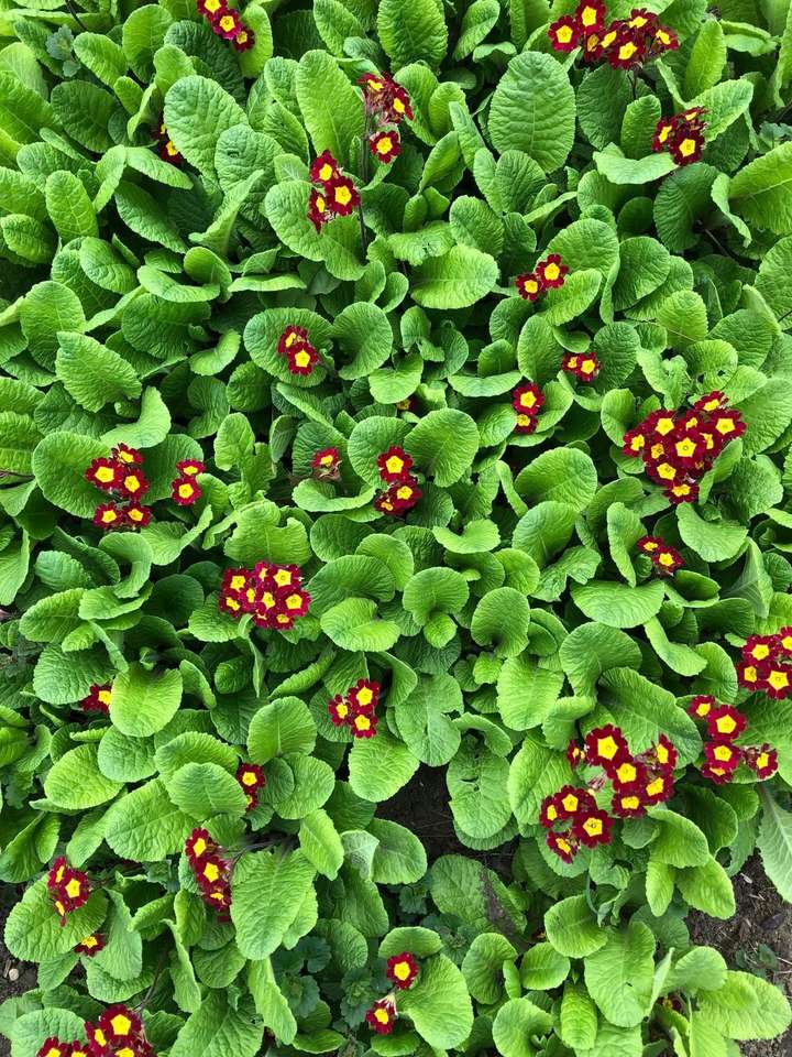 Primulas pussel online från foto