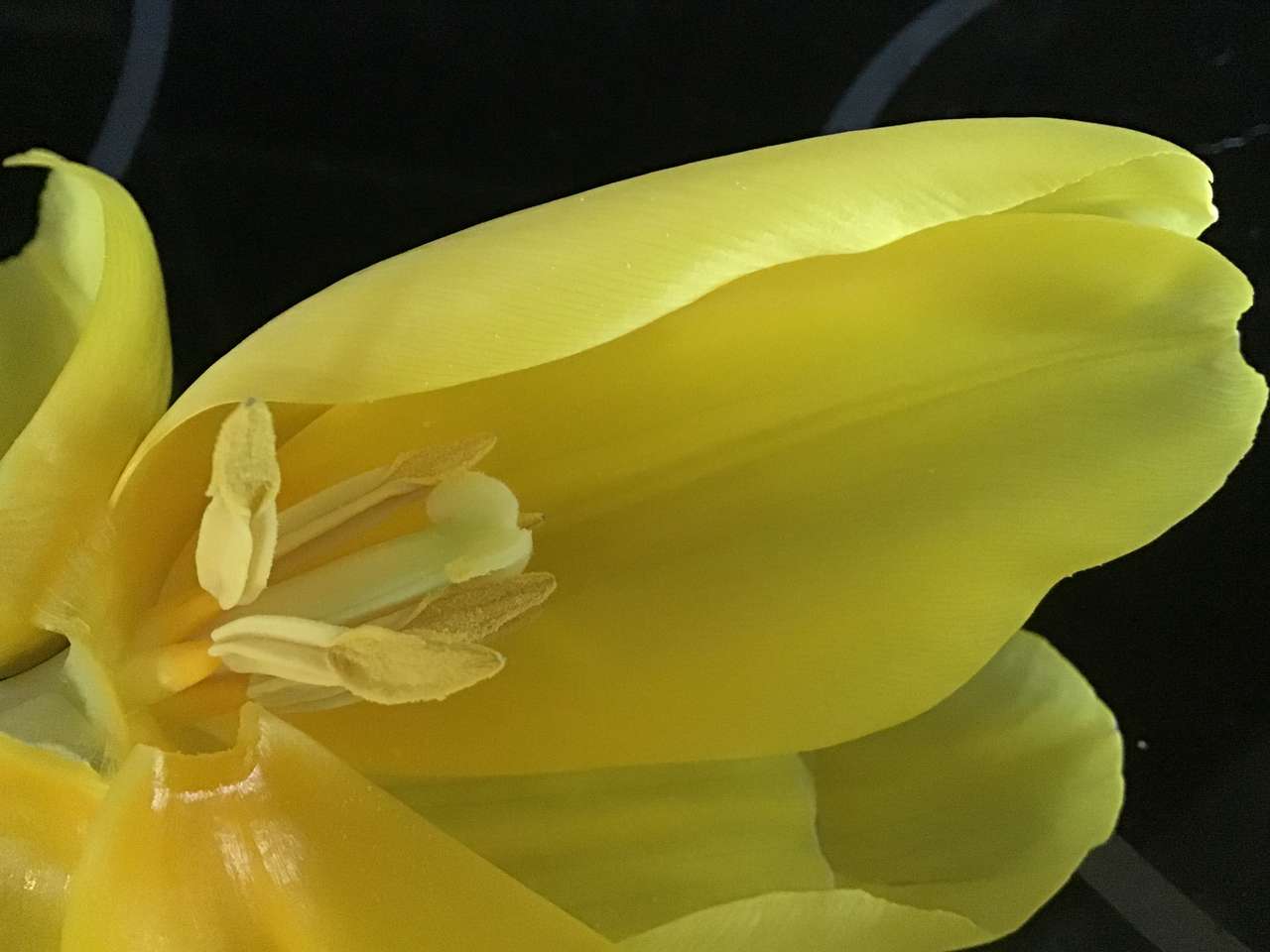 Tulpen Online-Puzzle vom Foto