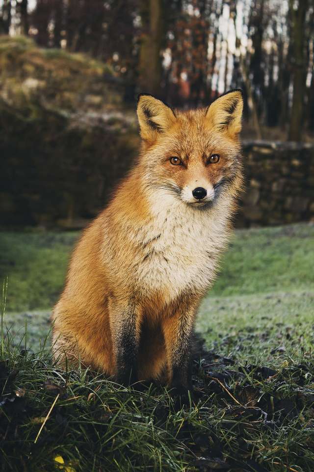 fox lalala online puzzle