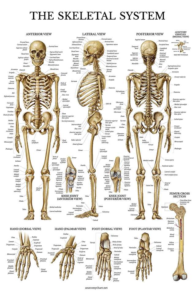 skelet puzzel online van foto