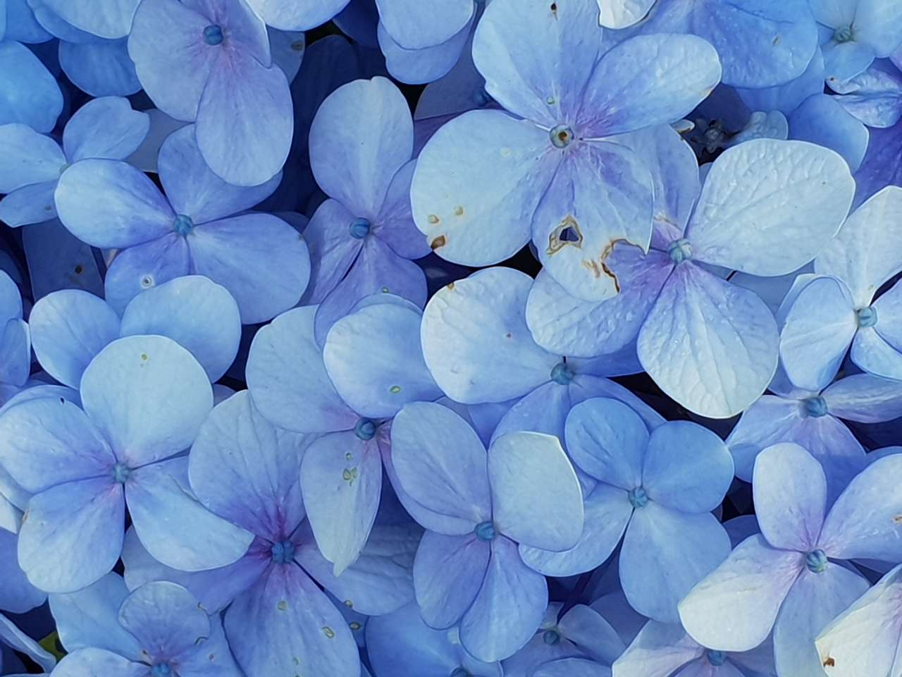 Flor azul puzzle online a partir de foto