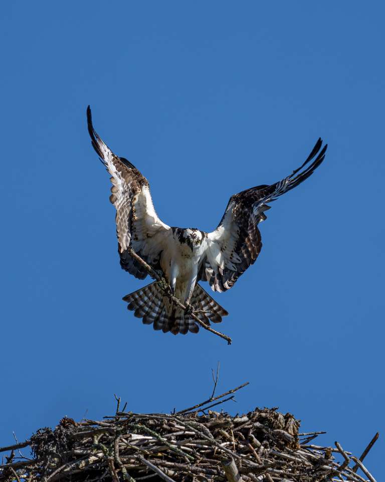 Un aigle puzzle en ligne