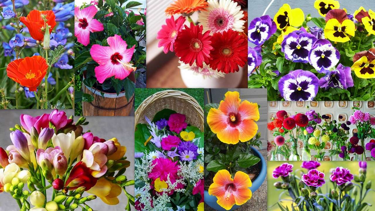 Květinová směs puzzle online z fotografie