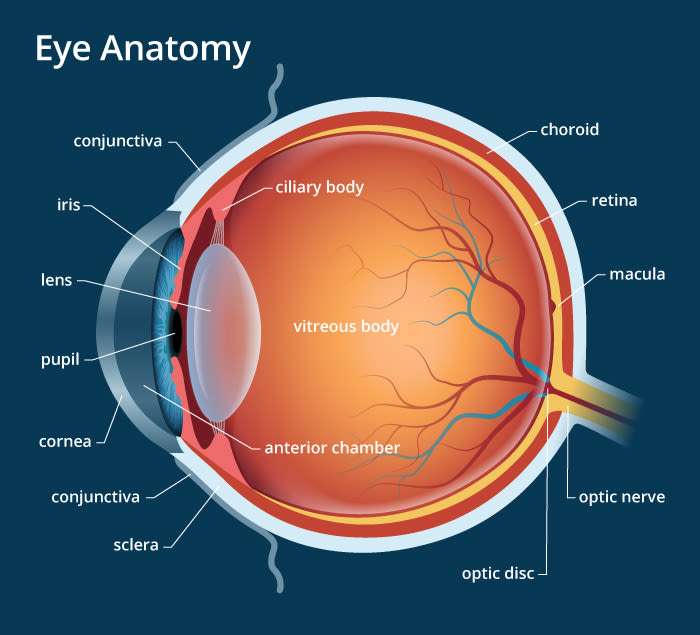 Анатомія ока онлайн пазл