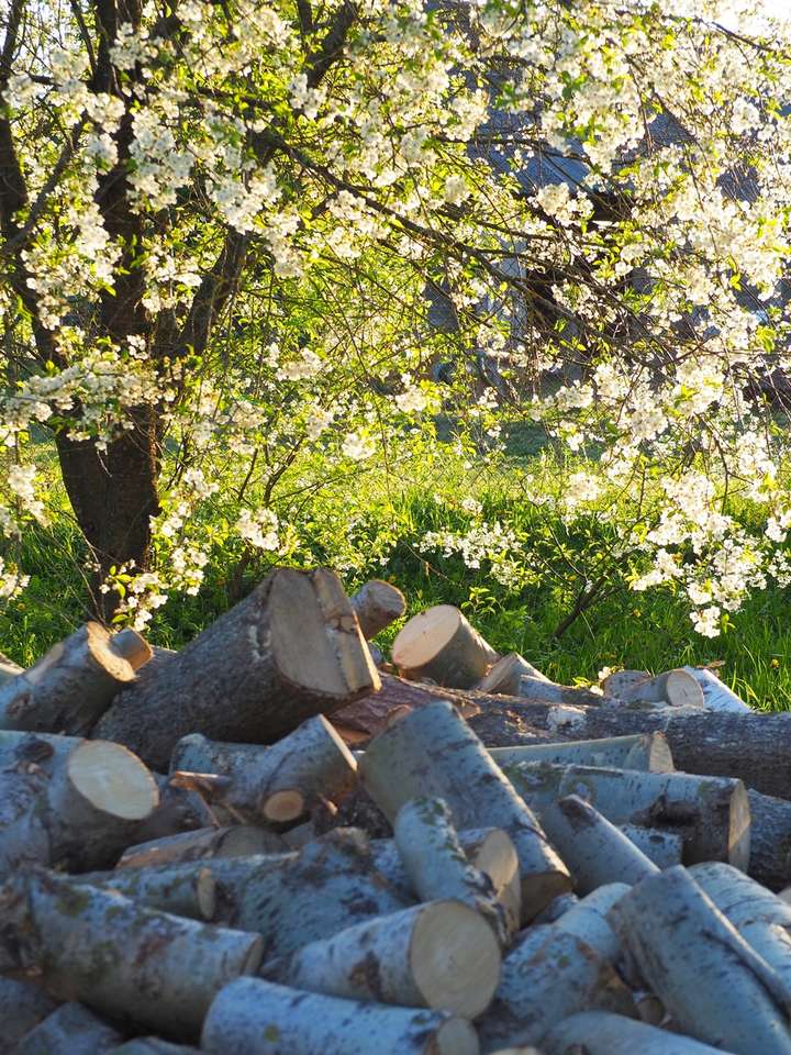 Körsbärsträdgård pussel online från foto