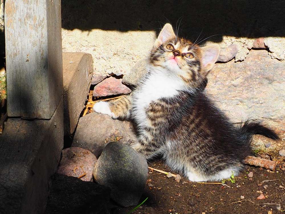 Kattungen letar efter våren Pussel online
