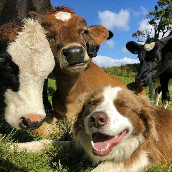 Μικρές αγελάδες παζλ online από φωτογραφία
