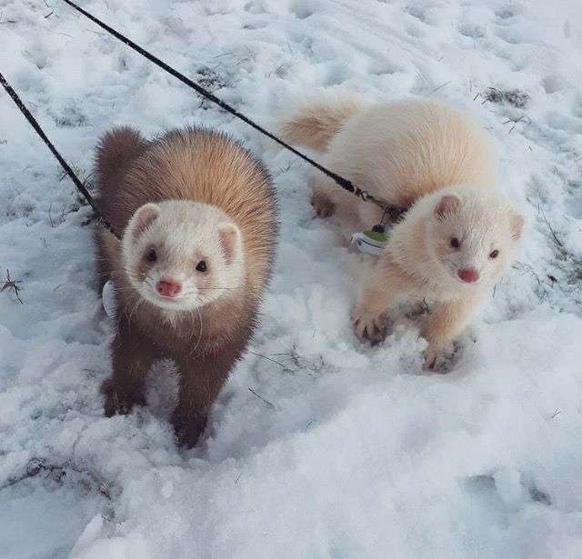 Ferrets: 3 puzzle online from photo