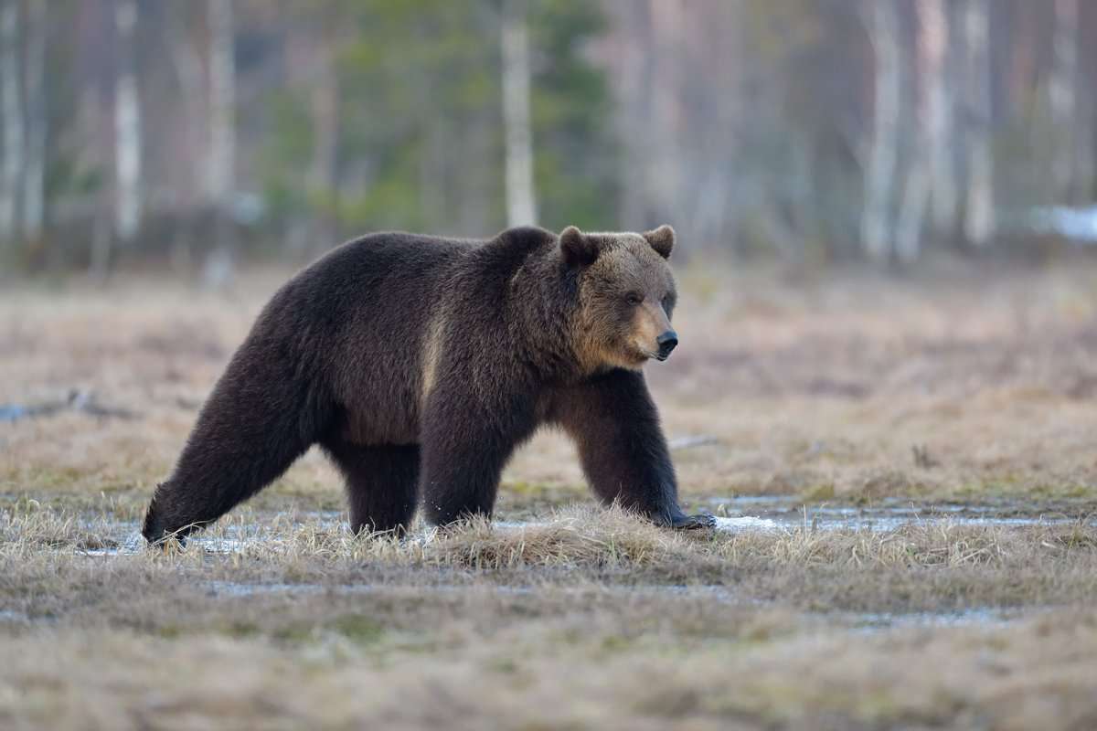 Καφέ αρκούδα στο αποθεματικό Barguzinsky παζλ online από φωτογραφία