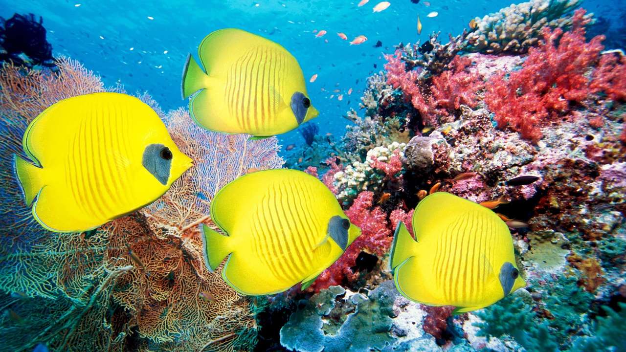 four fish puzzle online from photo