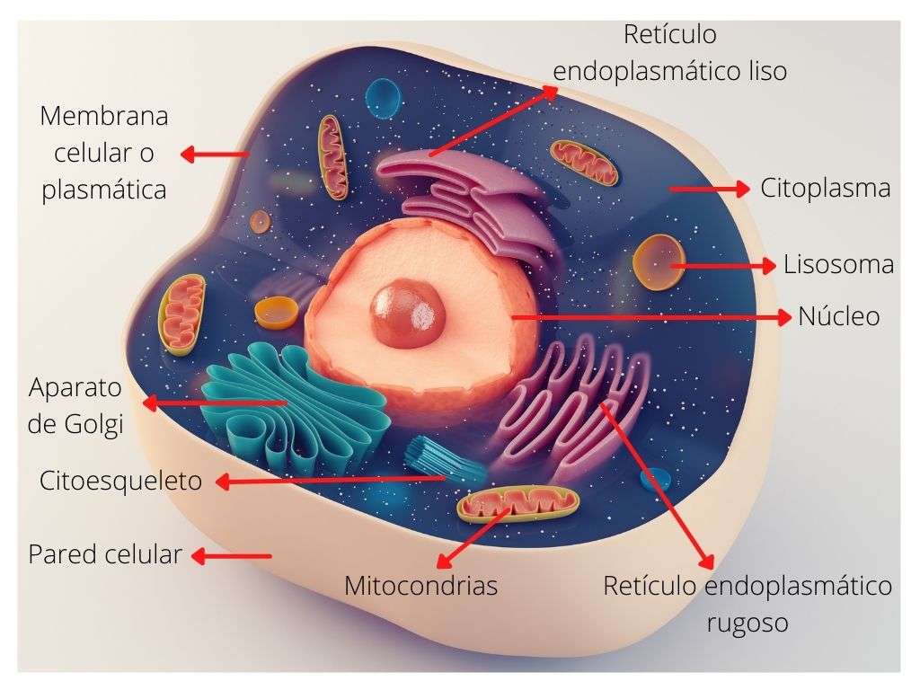 den eukaryota cellen pussel online från foto