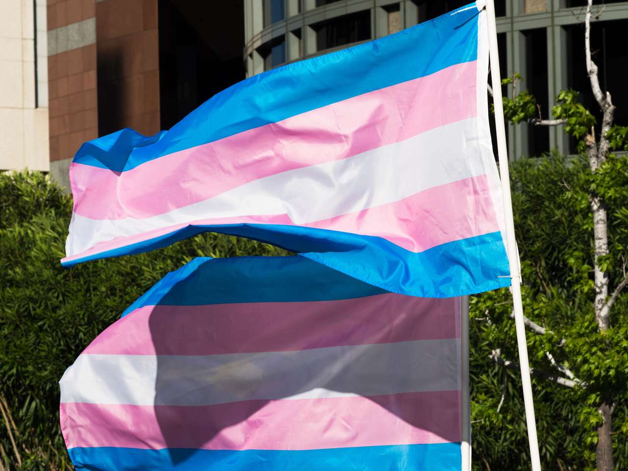 Trans vlajka puzzle online z fotografie
