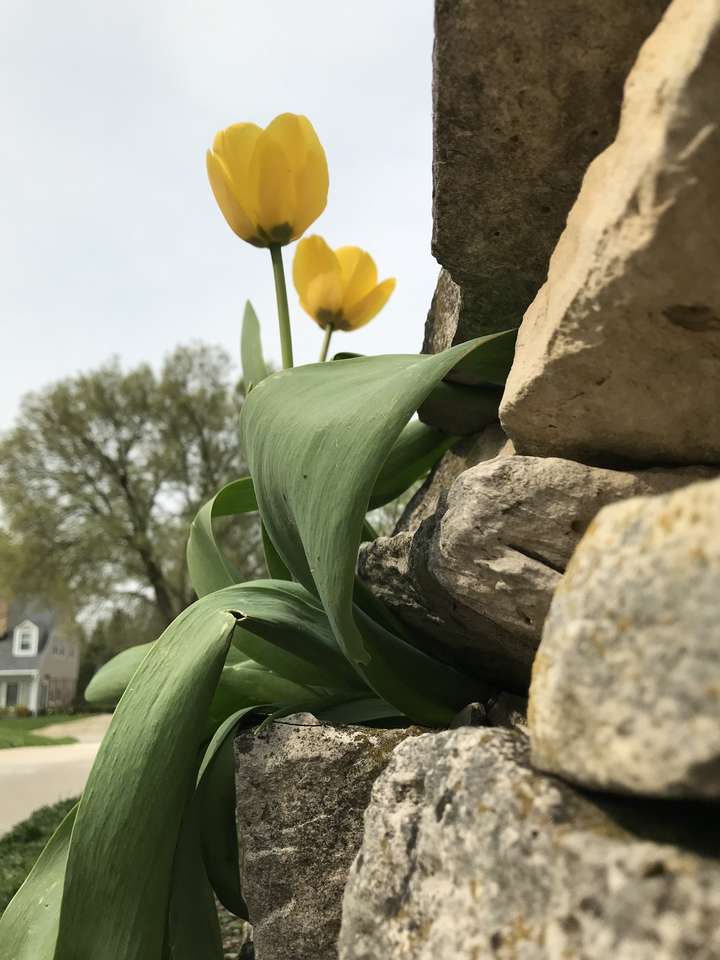Тюльпан, растущий в стене пазл онлайн из фото
