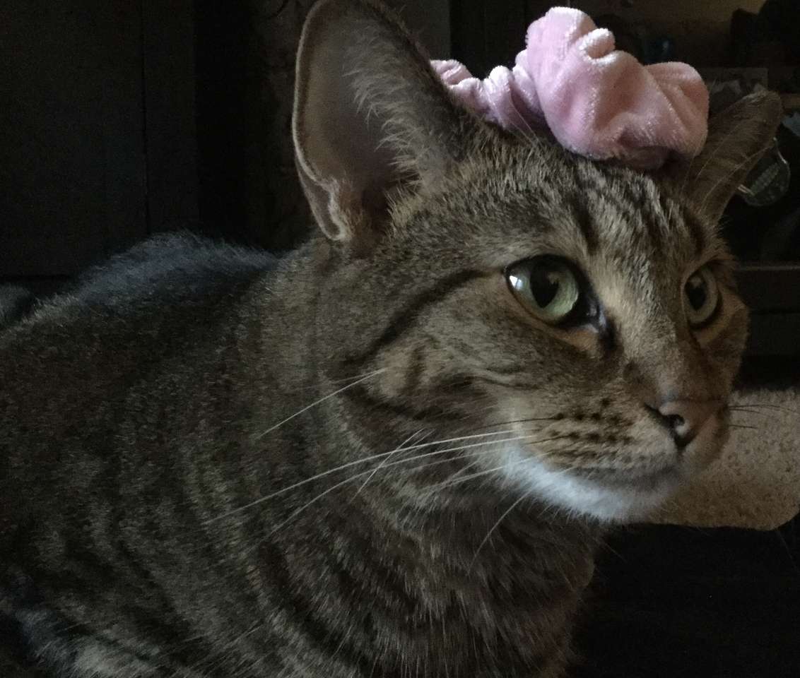 Кішка Клеопатра скласти пазл онлайн з фото