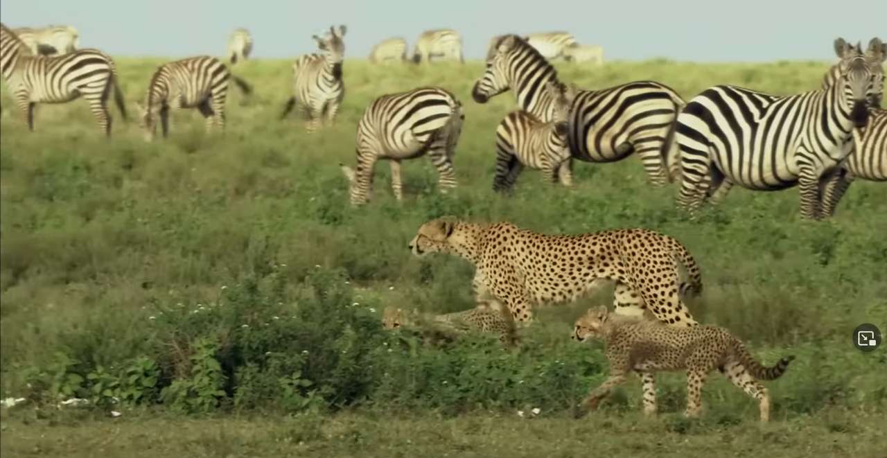 Cheeta onder de zebra's online puzzel