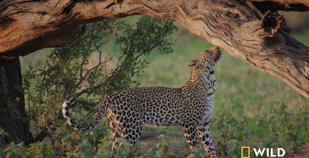 Značení leoparda puzzle online z fotografie
