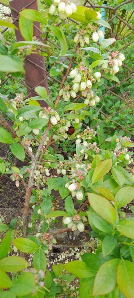 Blooming blueberry. online puzzle