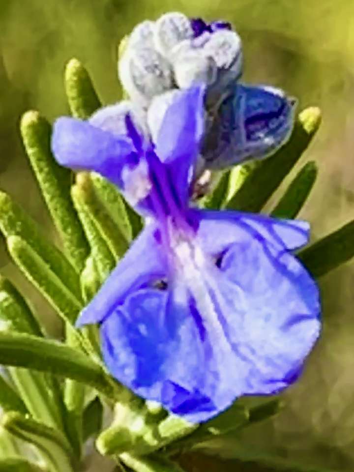 paarse bloem puzzel online van foto