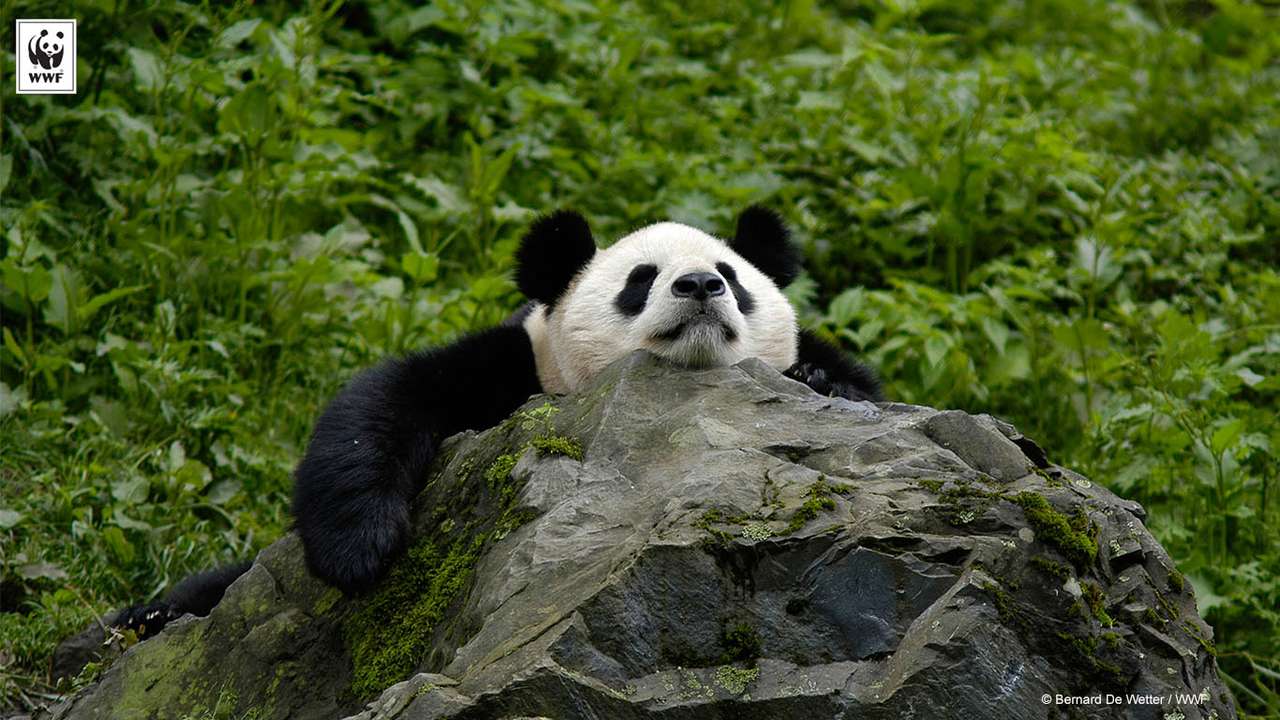 Панда Всемирного фонда дикой природы пазл онлайн из фото