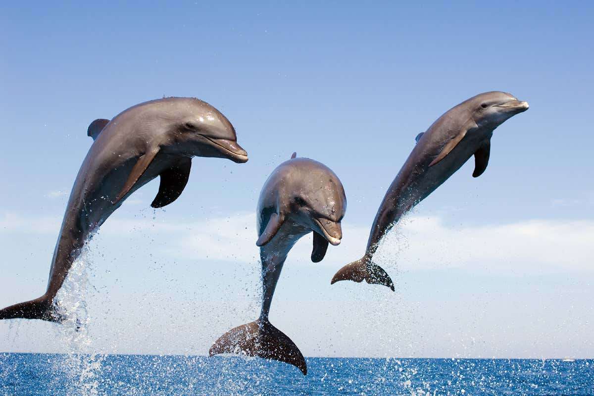 тре дельфини онлайн-пазл