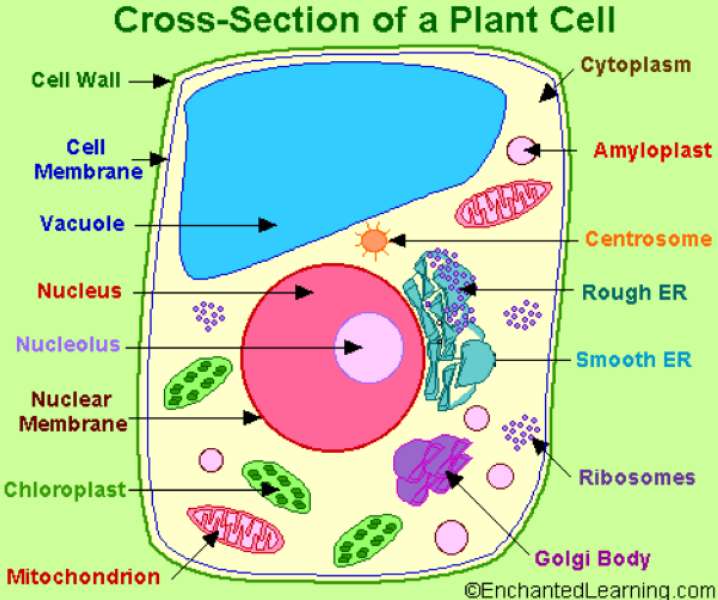 Plant cell puzzle online puzzle