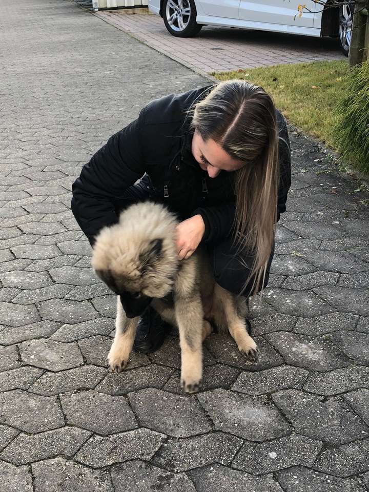 犬犬犬 写真からオンラインパズル