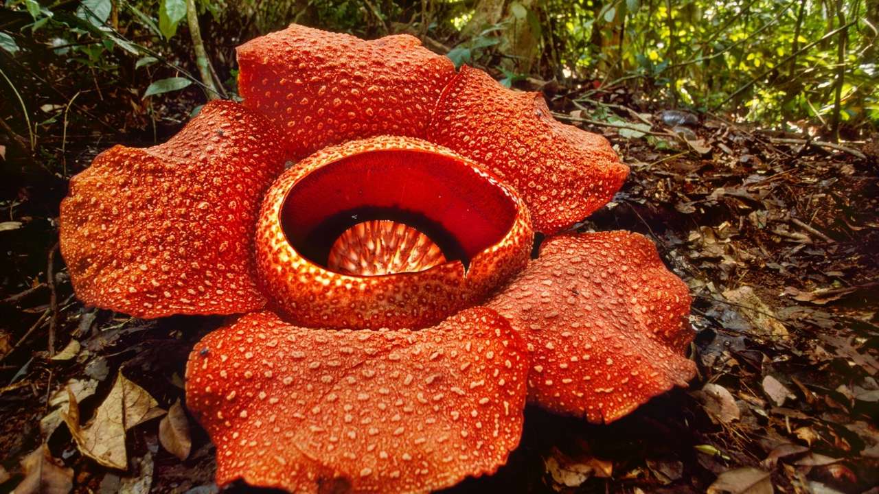 rafflesia rompecabezas en línea