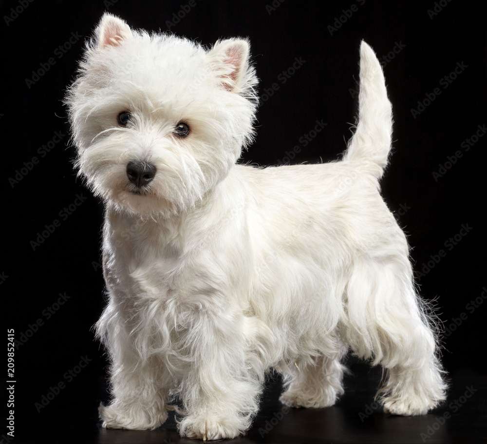 West terrier puzzle online from photo