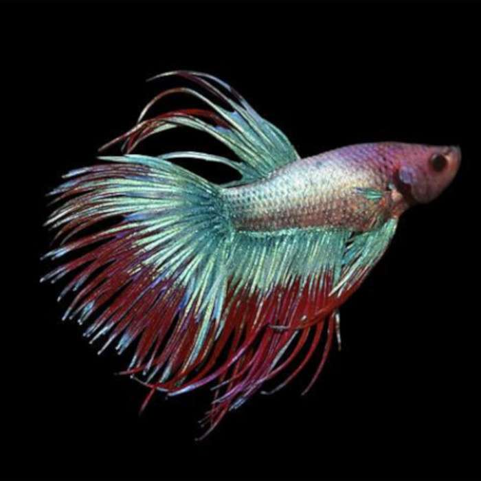 Betta Macho Cauda de Coroa pussel online från foto