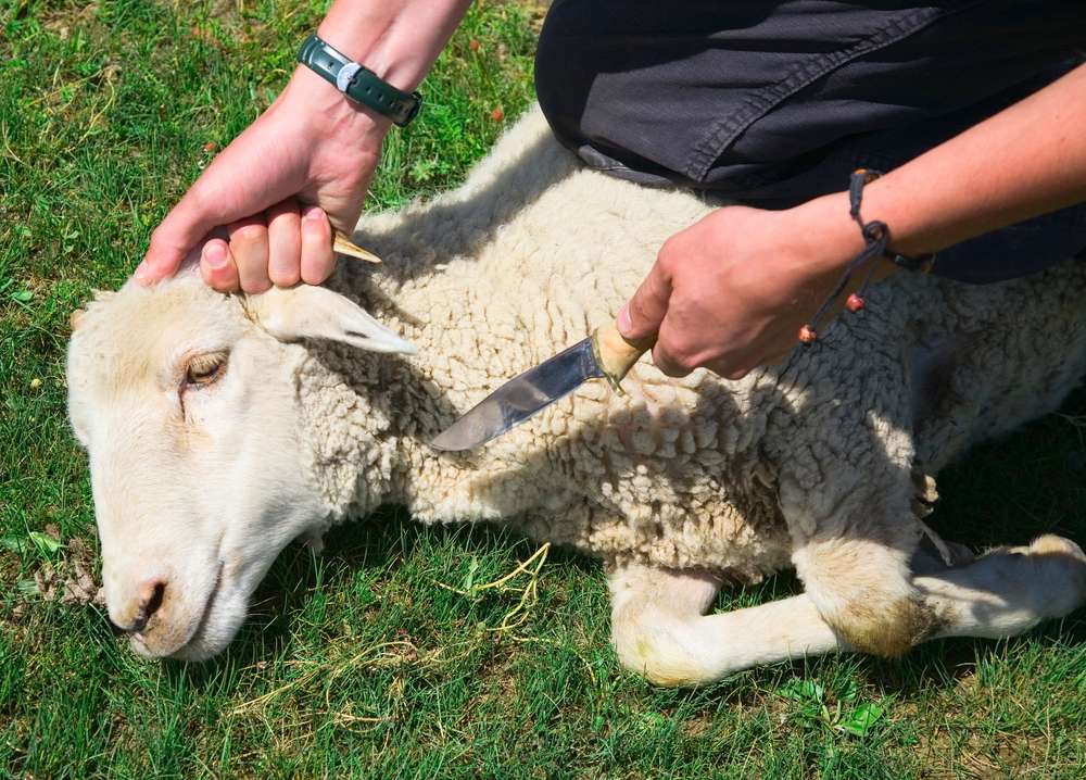 犠牲のためのラム オンラインパズル