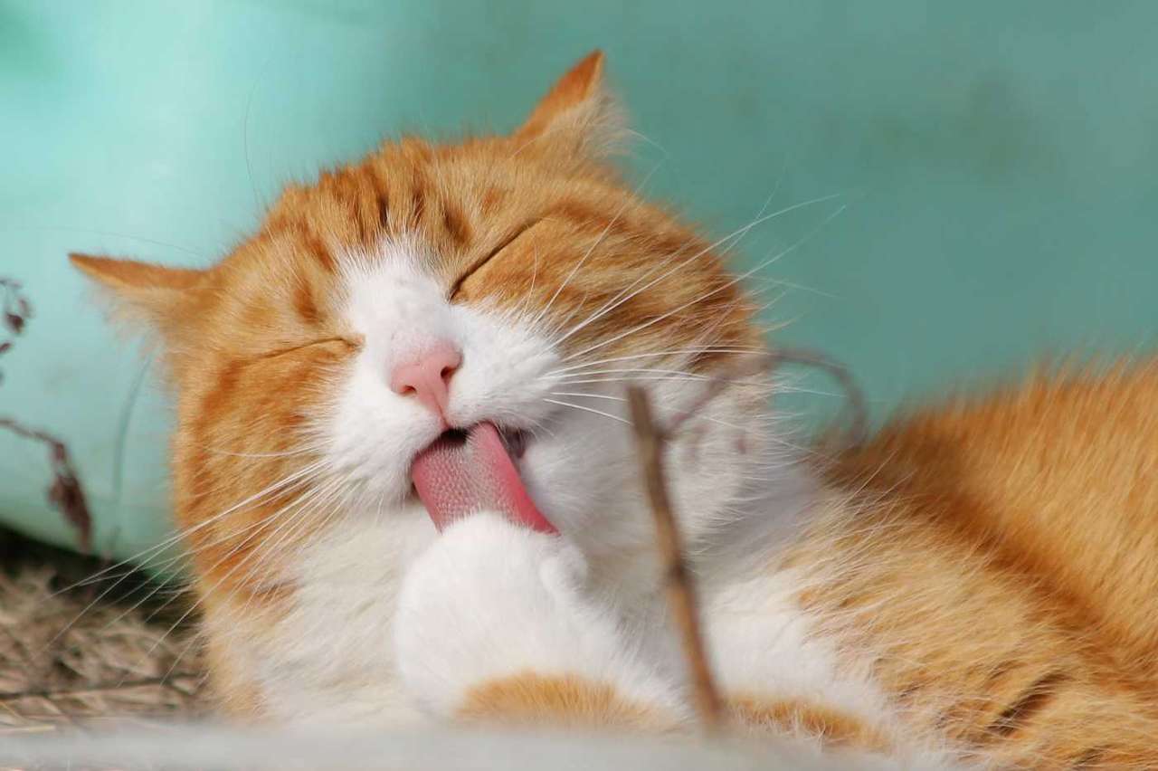 Присъединете се към частта за котки онлайн пъзел от снимка