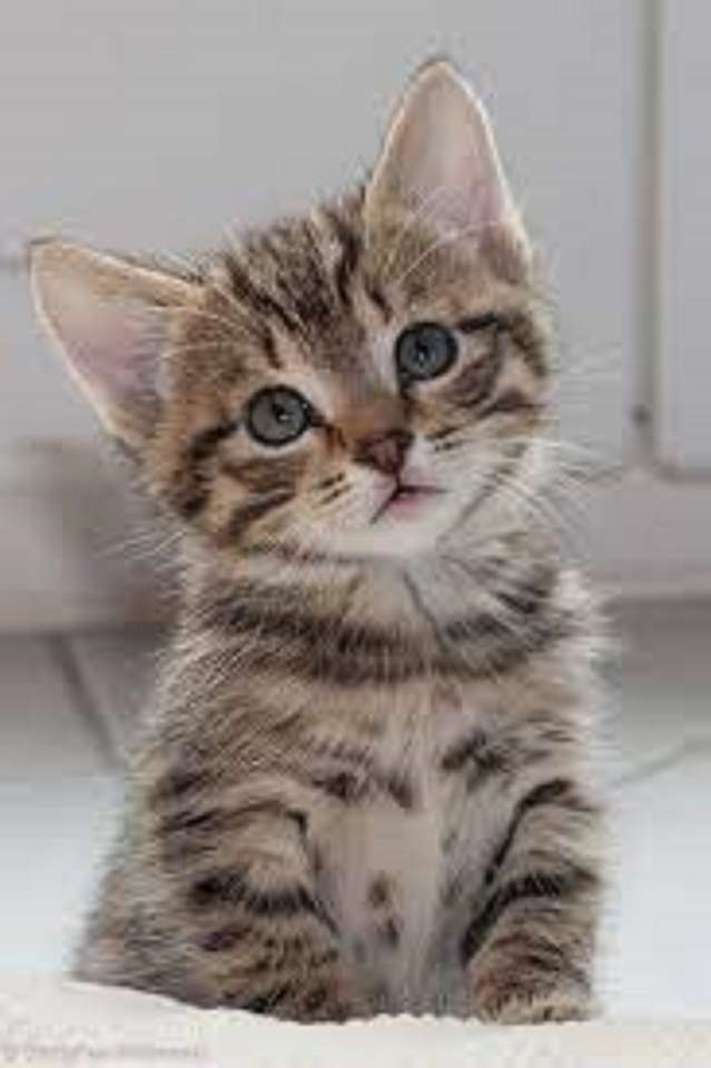 aranyos cica kép online puzzle