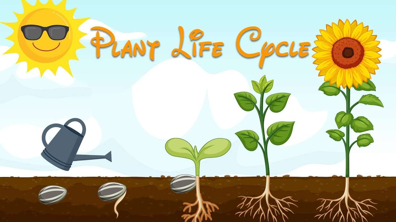 Plant life Cycle puzzle online from photo