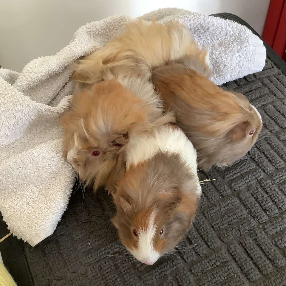 Guinea pigs puzzle online from photo