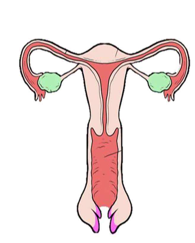 女性の生殖システム オンラインパズル
