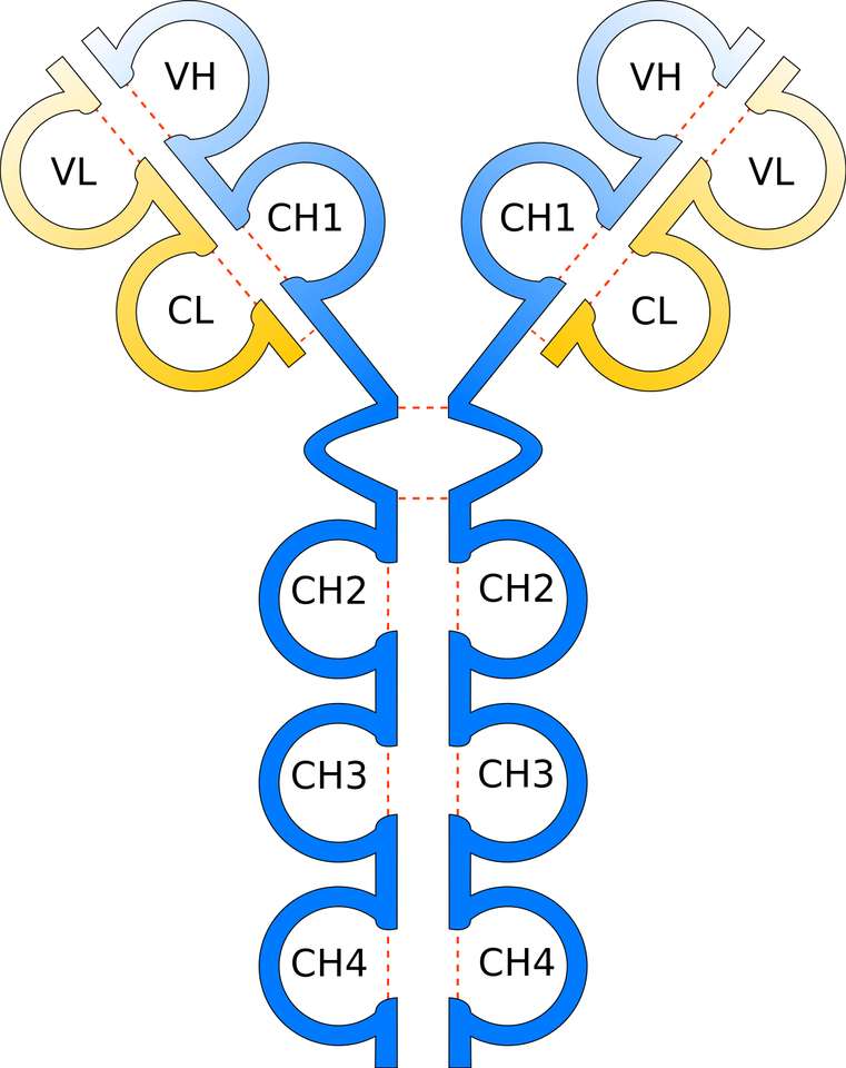 Antibody puzzle online from photo