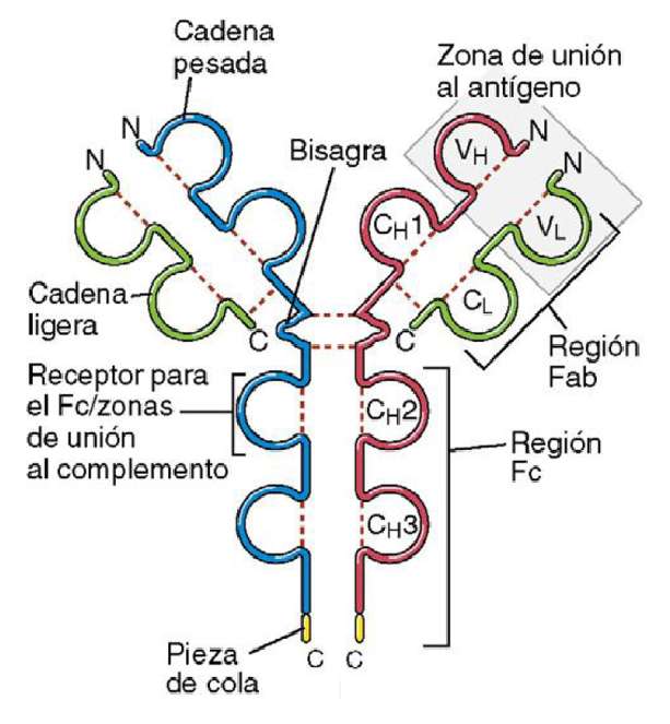 Estructura anticuerpo puzzle online