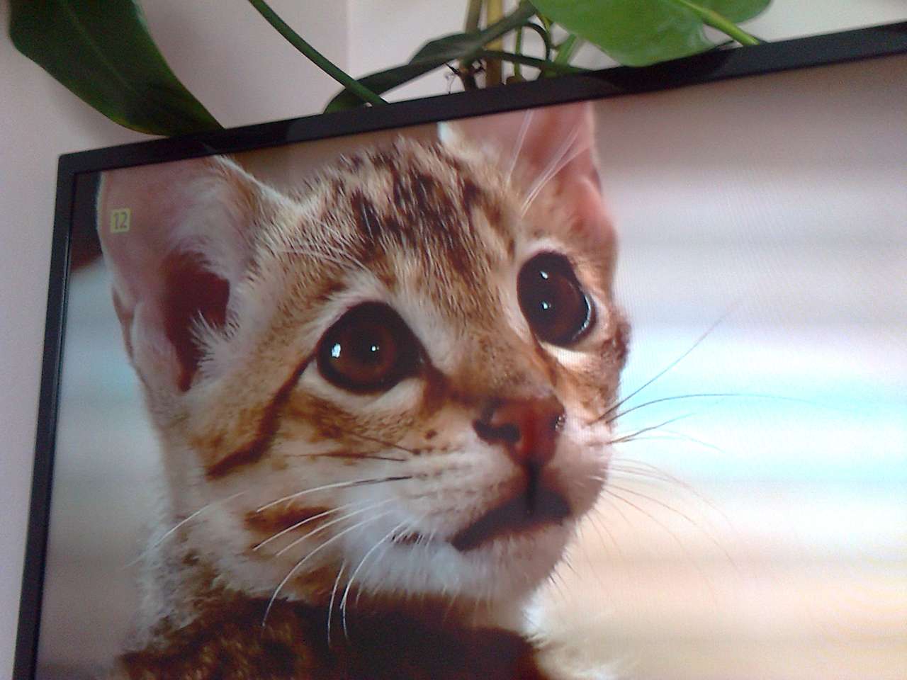 Um gato com grandes olhos puzzle online